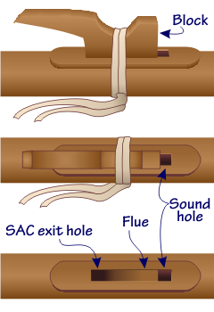 Location of the SAC Exit Hole