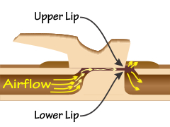 Location of the upper lip and lower lip